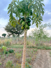 papaya tree with the raw green fruits .