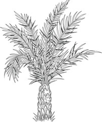 Hand drawn tropical palm tree. Vector of hawaii beach palm tree, fern and frond outline, botany flora tropical illustration