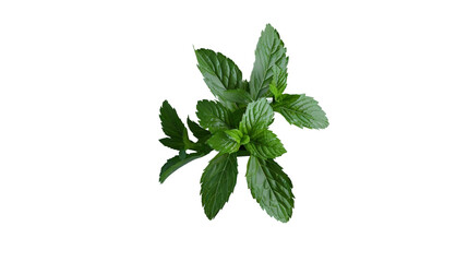 Mint plant