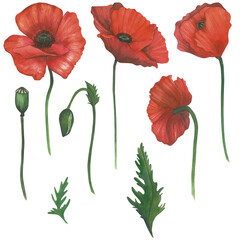 Obraz premium Watercolor illustration of a red poppy with a stem, leaves, pods. Different angles, hand-drawn, isolated on a transparent background.
