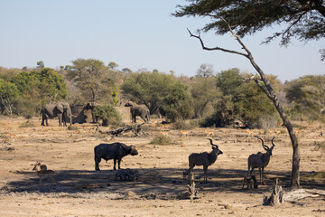 multiple species gathering at the waterhole