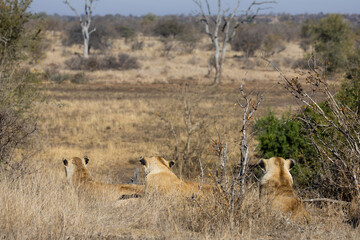 the lionesses watching for prey