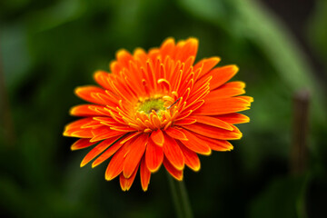 Beautiful orange gerbera flower close up