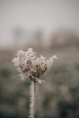 Boho Winter Weed