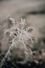 Boho Winter Plants