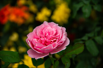 Beautiful pink rose flower blooming in garden