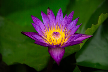 Purple lotus blooming in a pound.