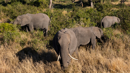 Fototapeta premium an African elephant cow with very wide tusks