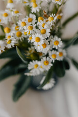 Wilde Kamille im Strauß