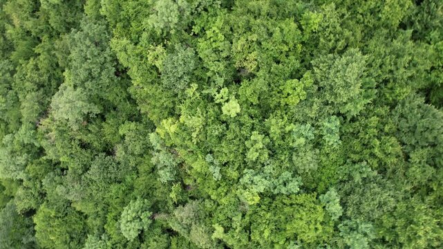 4K: Drone capturing the lush green trees of a forest in the eastern region of Georgia.