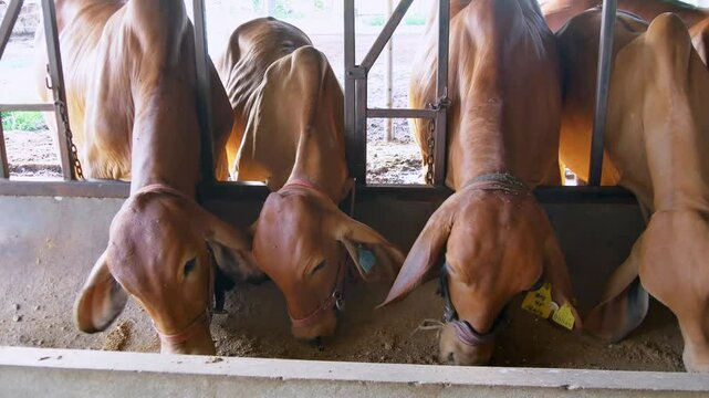 A Brahmin cow stands in a stall and eats mashed cassava. .The cows are very happy.