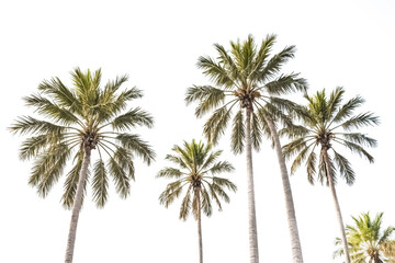 Palm Trees Against a White Sky