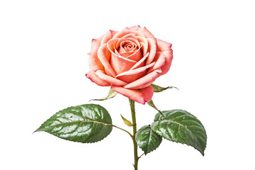 Single Peach Rose with Dew Drops