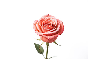 Single Peach Rose on White Background