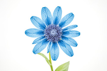Obraz premium Blue Flower with Delicate Petals