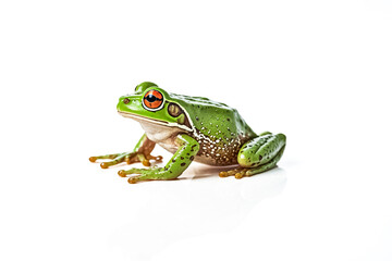 Obraz premium Green Tree Frog on White Background