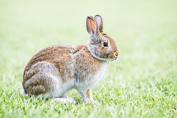 Fototapeta premium Rabbit sitting in green grass