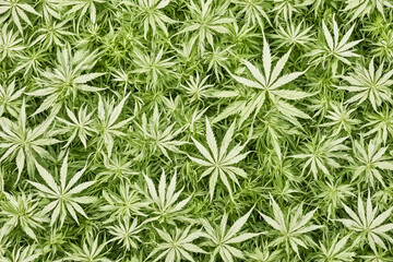 Green cannabis leaves background