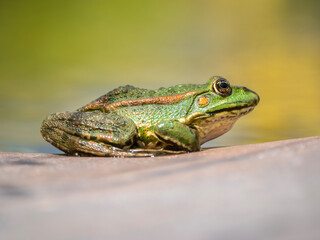 The green frog is sitting on a rock. The edible frog (Pelophylax kl. esculentus)
