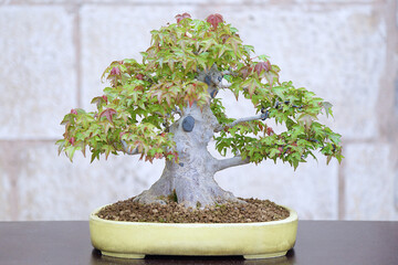Maple bonsai (acer) at a bonsai exhibition