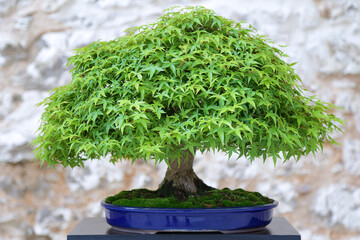 Maple bonsai (acer) on a wooden table