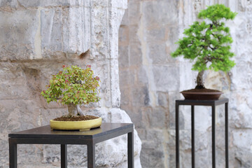 Pine bonsai and Maple bonsai (acer) on a wooden table