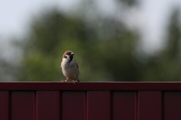 Sparrow bird on a burgundy metal fence