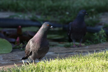 Bird pigeon near a pond in the garden on a dark background
