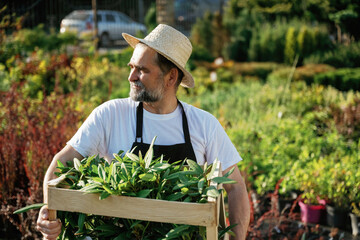 Moving plants that is in the wooden box. Senior gardener is at work at daytime