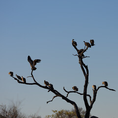 white-backed vultures perched in a dead tree