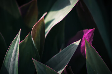 Close-up of the Adam Eve ornamental plant