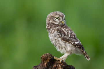 Little Owl juvenile (athena noctua) on a branch waiting for food from the parents in Noord Brabant in the Netherlands