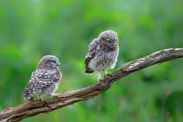 Little Owl juvenile (athena noctua) on a branch waiting for food from the parents in Noord Brabant in the Netherlands