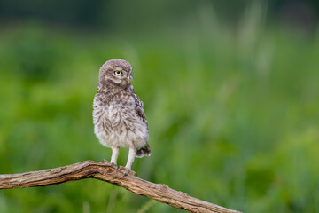 Little Owl juvenile (athena noctua) on a branch waiting for food from the parents in Noord Brabant in the Netherlands