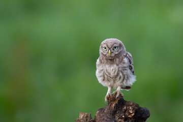 Little Owl juvenile (athena noctua) on a branch waiting for food from the parents in Noord Brabant in the Netherlands