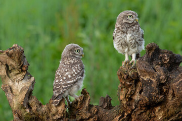Little Owl juvenile (athena noctua) on a branch waiting for food from the parents in Noord Brabant in the Netherlands