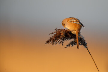 Obraz premium Bearded reedling (Panurus biarmicus) ialso known as the bearded tit or the bearded parrotbill. This female is eating seeds in the reed in the late afternoon sunlight in wintertime in the Netherlands