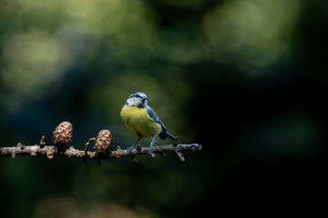 Eurasian blue tit (Cyanistes caeruleus) sitting on a branch in the forest in the Netherlands. Black background.