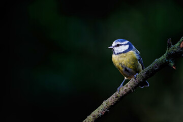Eurasian blue tit (Cyanistes caeruleus) sitting on a branch in the forest in the Netherlands. Black background.