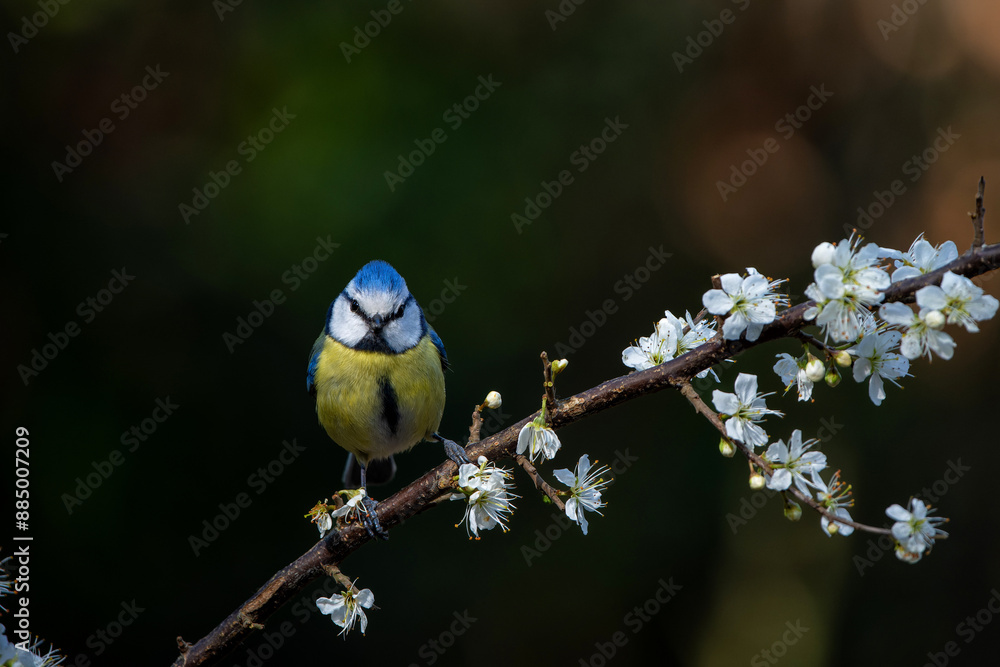 Canvas Prints Eurasian blue tit (Cyanistes caeruleus) sitting on a branch in the forest in the Netherlands. Black background.