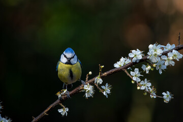 Eurasian blue tit (Cyanistes caeruleus) sitting on a branch in the forest in the Netherlands. Black background.
