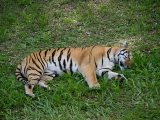 Bengal tiger from Cabarceno Park (Cantabria-Spain)