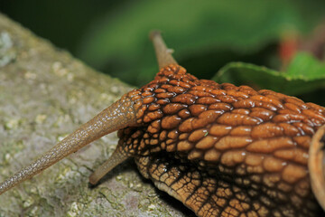 cornu aspersum snail animal macro photo