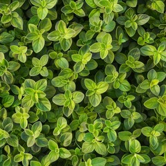 Marjoram texture background, fresh green oregano pattern, Origanum majorana banner, marjoram