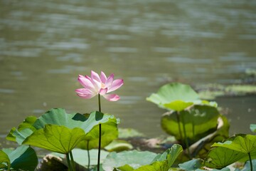 Beautiful pink lotus flower blooming in a serene pond with green leaves