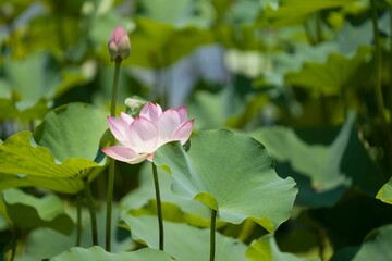 Close-up of a blooming pink lotus flower with lush green leaves in a pond.
