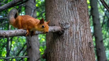 squirrel on a tree
