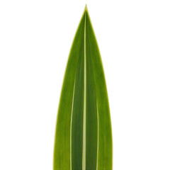 Obraz premium Snake plant leaf long upright leaf with green and white striped variegation Dracaena trifasciata