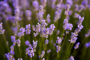Lavender flowers in a field