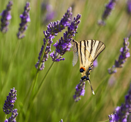 Swallowtail butterfly on lavender flowers